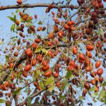 Yadda Ƙirƙirarriyar Basira ta Artificial Intelligence za ta Shafi Ayyuka a Afirka