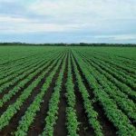 Amfanin Magarya ga Lafiyar Ɗan’adam