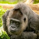 Yau Shekaru 32 da Fara Tura Saƙo na ‘SMSC’ a Duniya