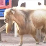 Shin Kayan Lefe Kyakkyawa ko Mummunar Al’ada Ce?