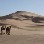 Me Kuka Sani Game da Dabbar Bodari?