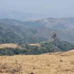 Dabino na Samun Tagomashi a Saudiyya