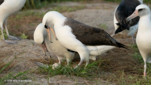 Ta ƙyanƙyashe ƙwanta na ƙarshe a shekarar 2021 inda aka yi hasashen da ƙyanƙyashe ƙwayaye fiye da 30 a tsawon rayuwarta. / Hoto: Reuters