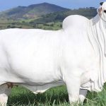 Dr. Sivaramakrishna Iyer Padmavati: Mace ta Farko da ta Kasance Likitan Zuciya a Indiya