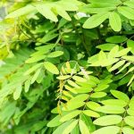 Yadda Mabiya Addinin Jain ke yin Azumi don su Mutu ta Hanya mai Kyau